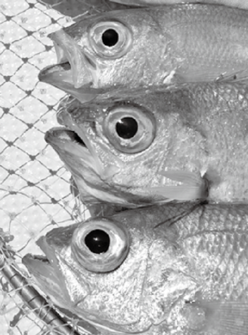 アカムツの写真