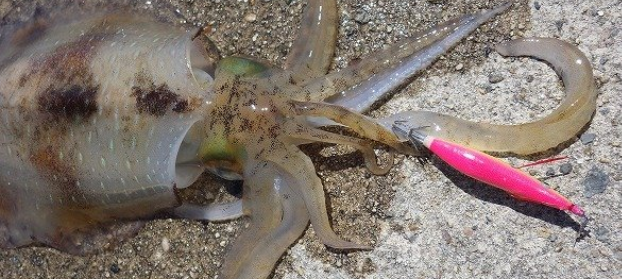 イカとエギのアップ写真