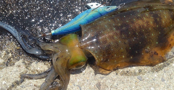 イカとエギのアップ写真