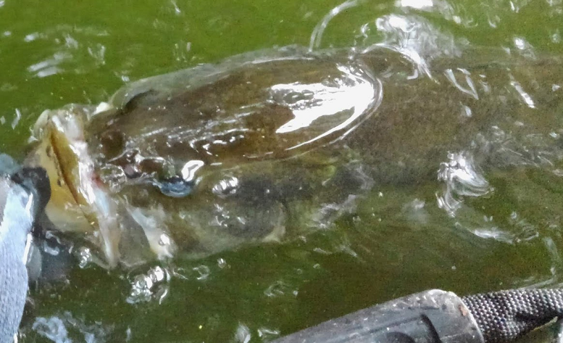 魚のアップ写真