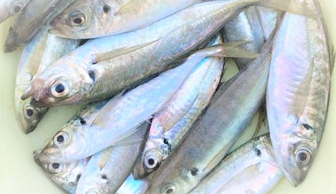 魚のアップ写真