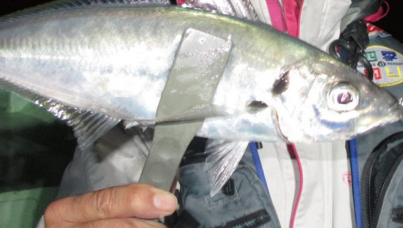 魚のアップ写真