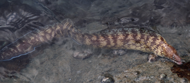 魚のアップ写真