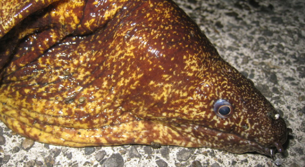 魚のアップ写真