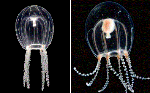 ウラシマクラゲとオトヒメクラゲ
