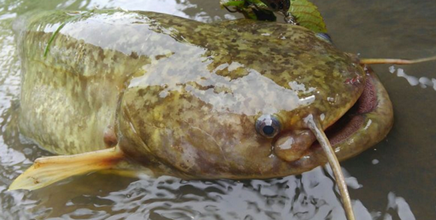 ナマズのアップ写真