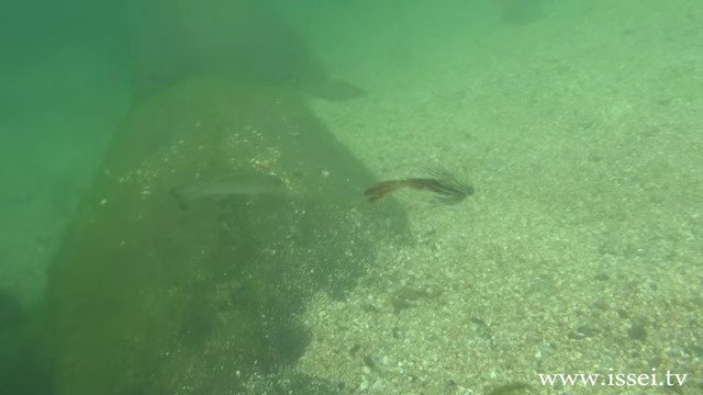 イッセイ　テナガエビ　ルアー