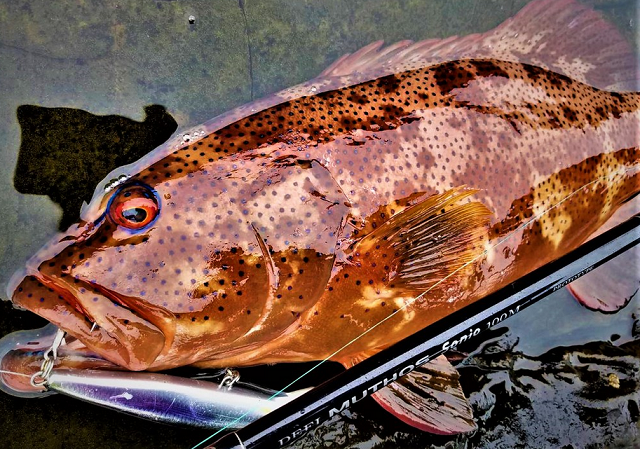 魚とロッドのアップ写真