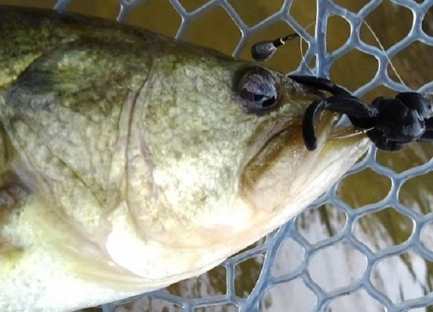 魚のアップ写真