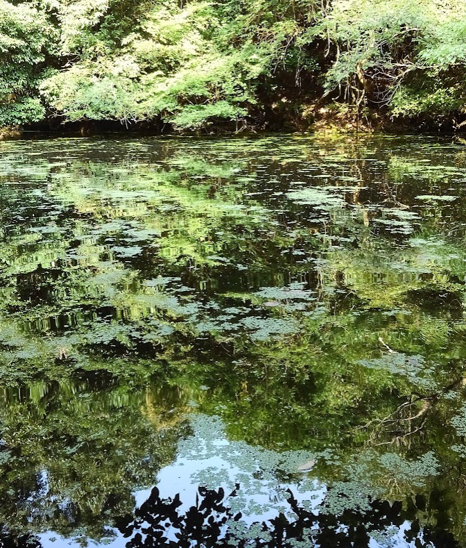 自然の風景写真