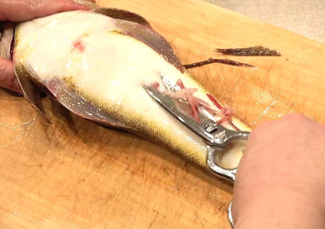 魚のアップ写真