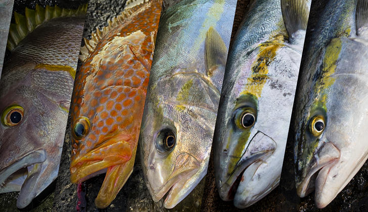 魚のアップ写真
