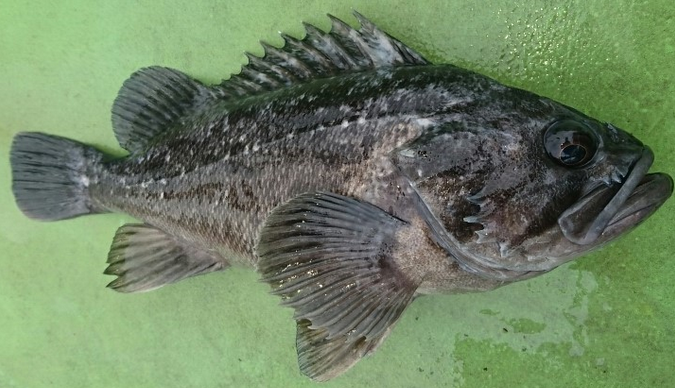 魚のアップ写真