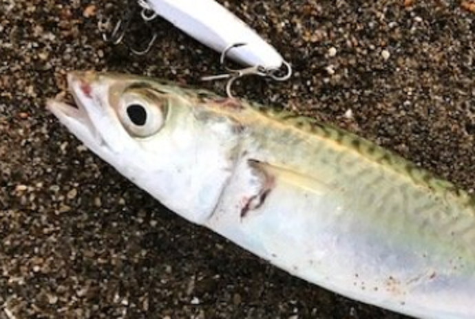 魚のアップ写真