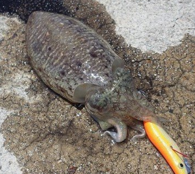 イカとエギのアップ写真