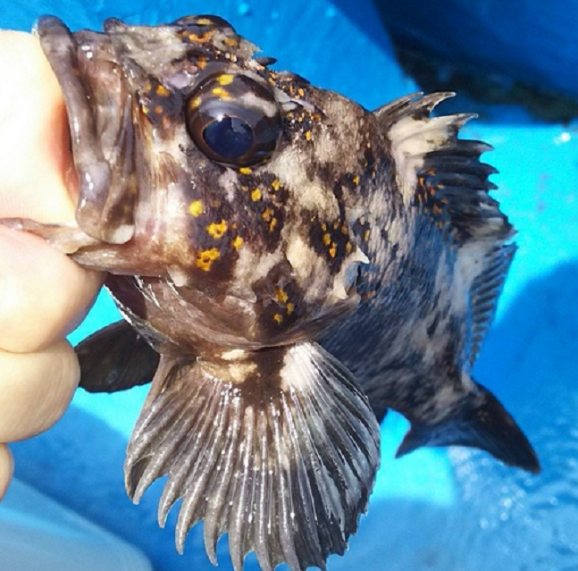 魚のアップ写真