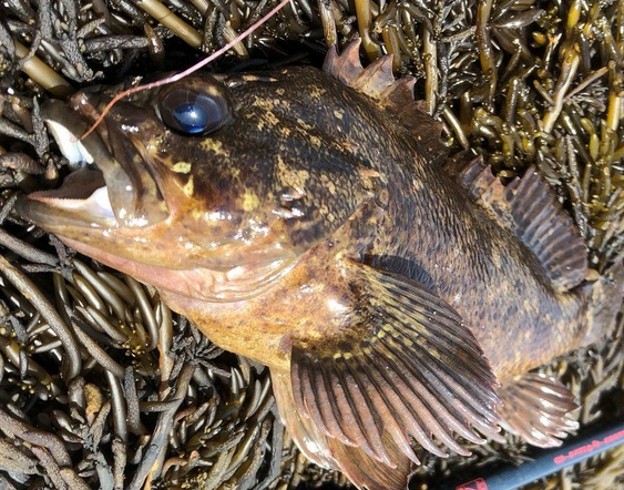 魚のアップ写真