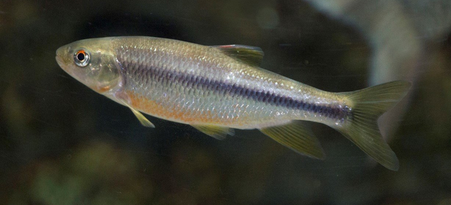 魚のアップ写真