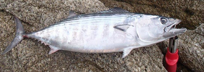 魚のアップ写真