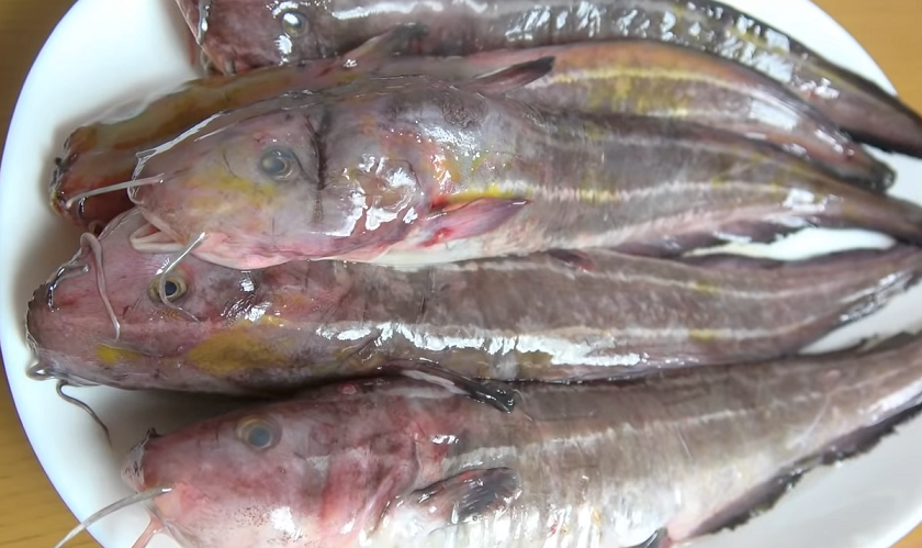 魚のアップ写真