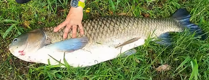 ソウギョを釣って食べたい 生態や釣り方特集 巨大魚