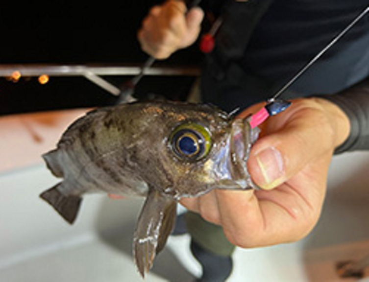 魚とルアーのアップ写真