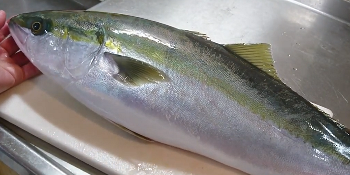 ワラサってどんな魚なの 美味しい食べ方レシピや釣り方をチェック