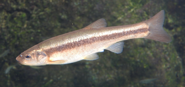 魚のアップ写真