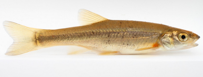 魚のアップ写真