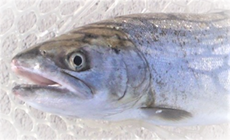 魚のアップ写真