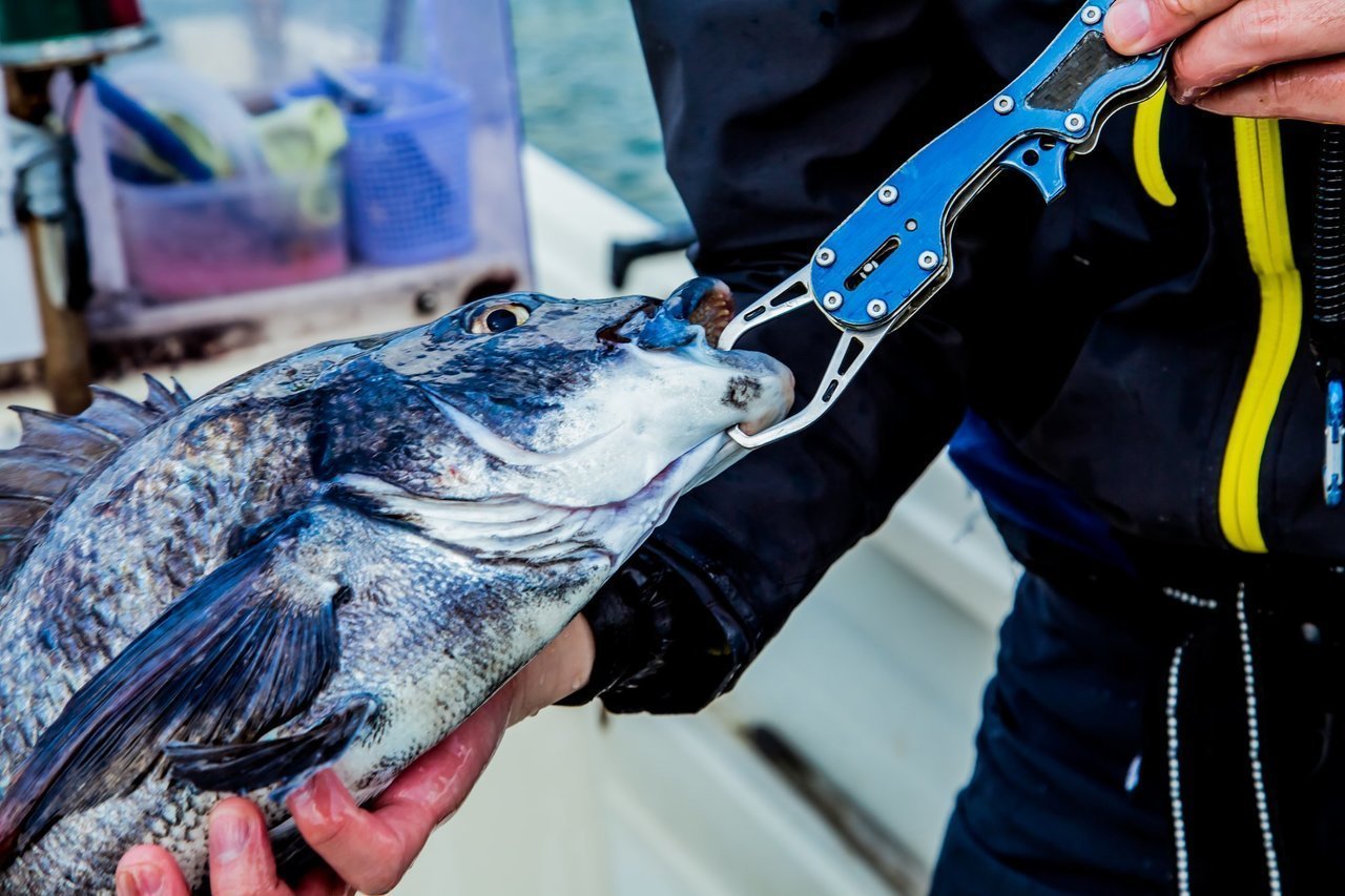 フィッシュグリップの写真