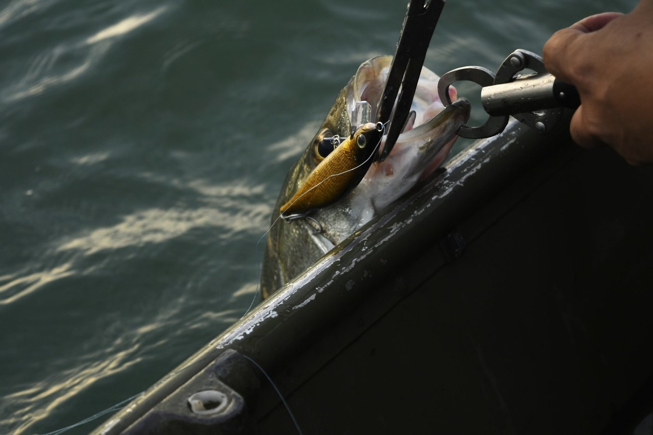 フィッシュグリップの写真