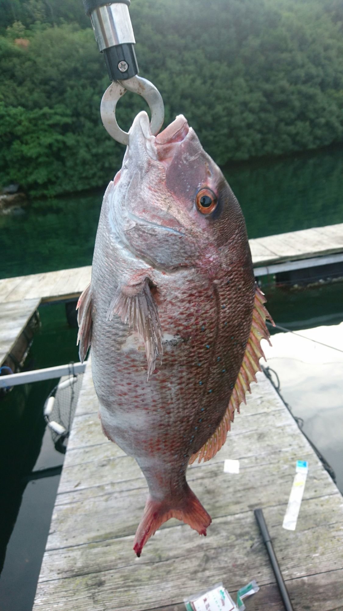 フィッシュグリップの写真