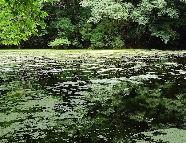 池の遠景写真