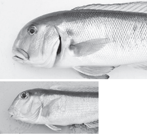 アマダイの写真