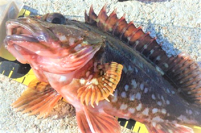 魚のアップ写真