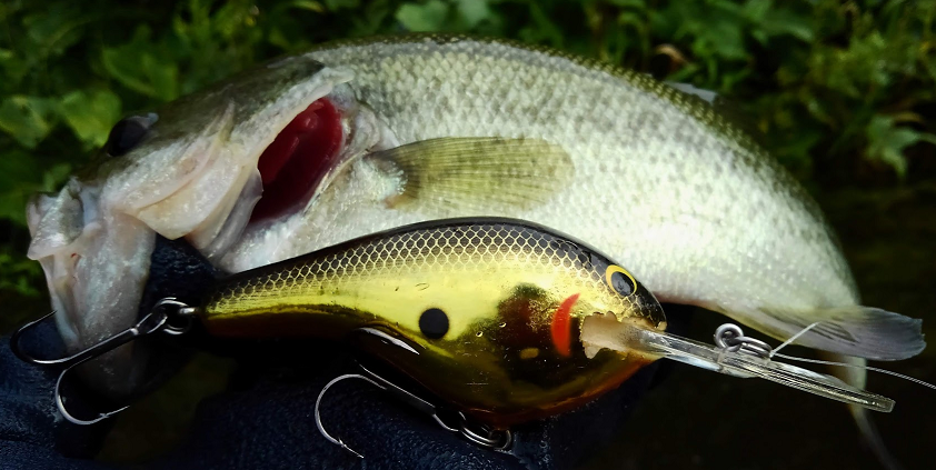 バスプロとはどんな職業なの バス釣りでメシを食えるようになる方法