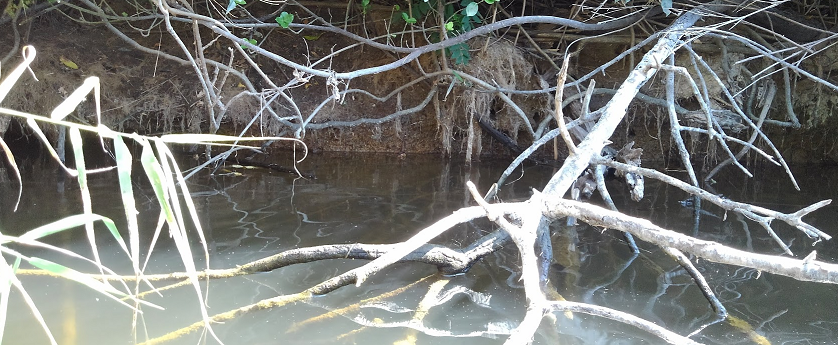 木の枝のアップ写真