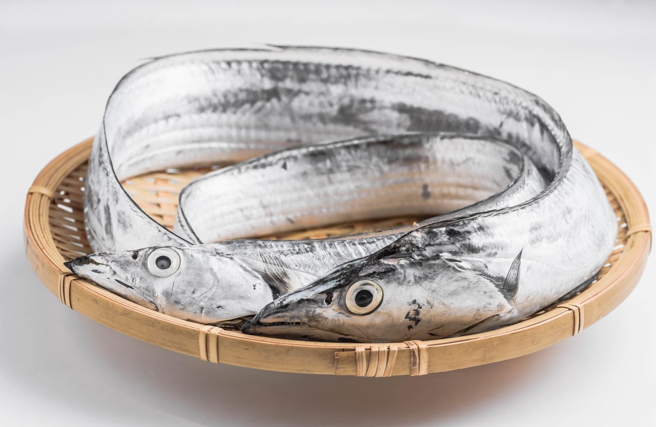 タチウオの写真