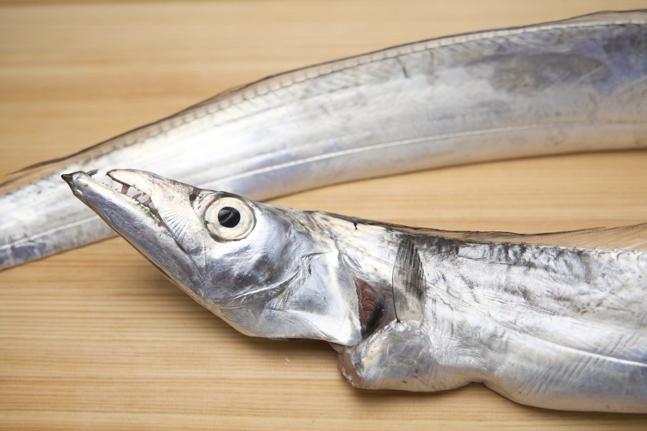 タチウオの写真