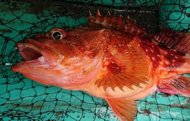 魚のアップ写真