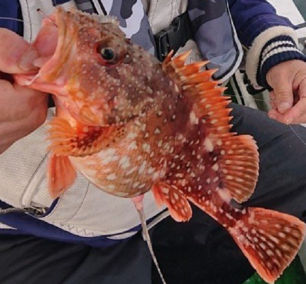 ウッカリカサゴの名前の由来って知ってる 生態や釣り方 料理方法をチェック