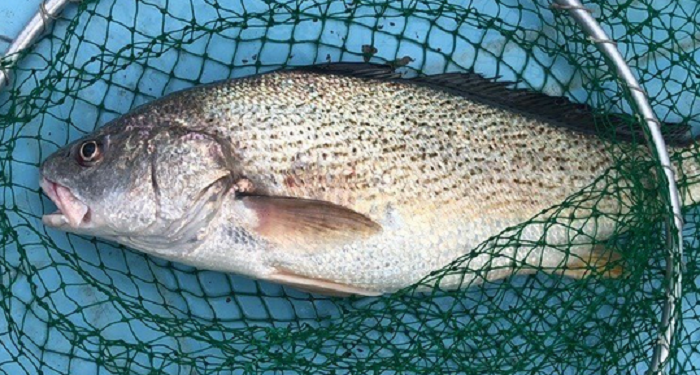 魚のアップ写真