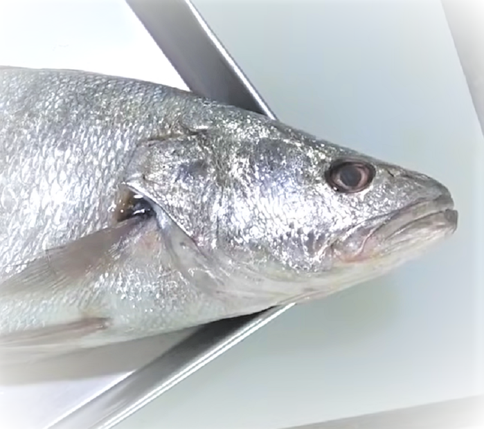 塩焼きが絶品のニベを釣りたい!エサ釣りで狙うにはどうすればいいの?