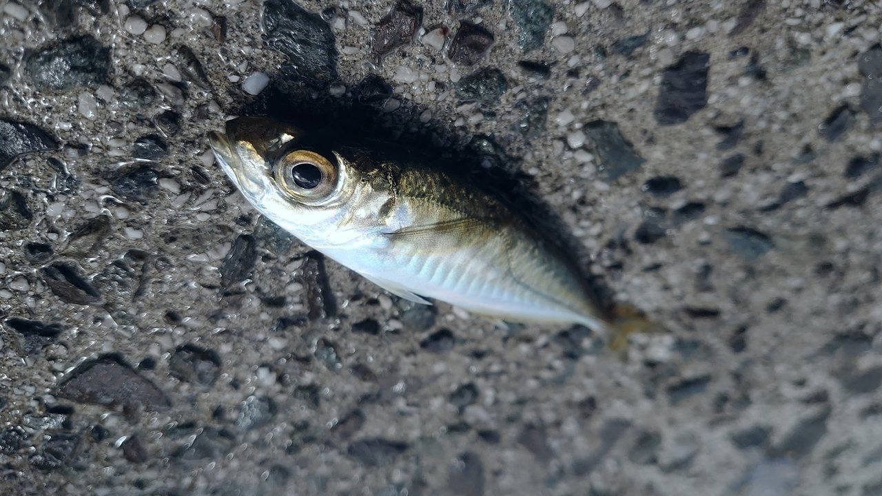アジの写真