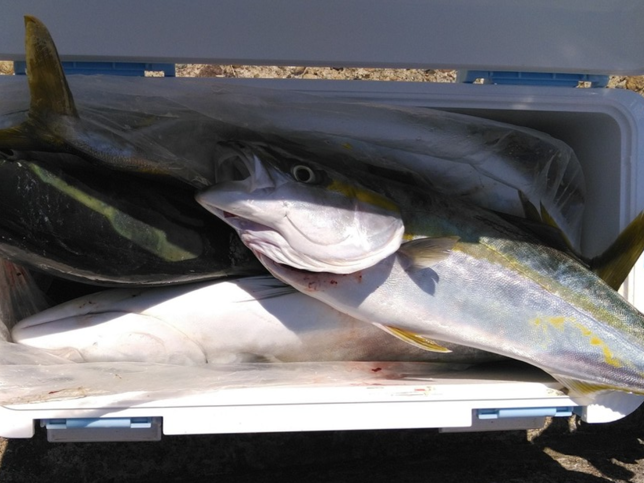 【釣果速報】兵庫県徳丸でメジロ12匹確保！早々にクーラー満タンになり早上がり！青物との勝負を心ゆくまで楽しみませんか？