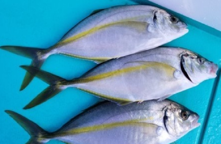 魚のアップ写真