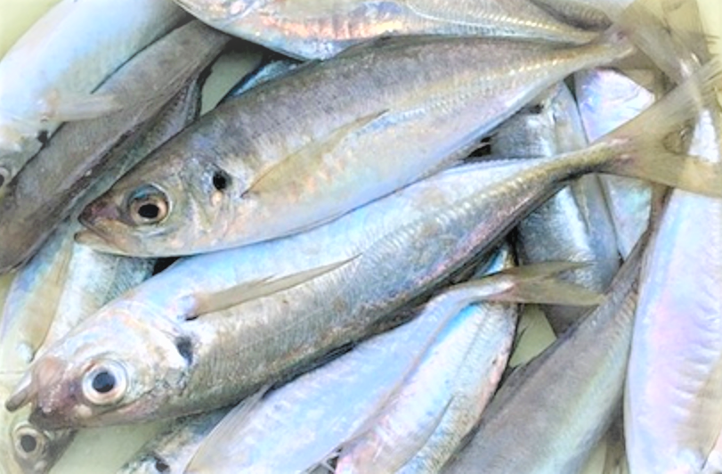 魚のアップ写真