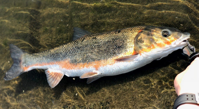 魚のアップ写真