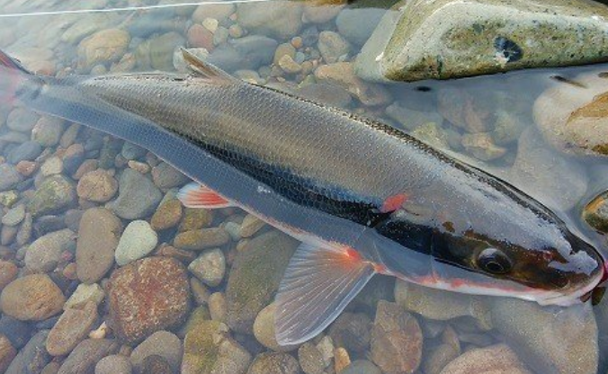 魚のアップ写真